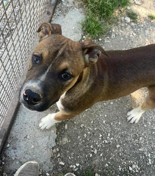 CIOCCOLATO ASPETTA TE Foto 11